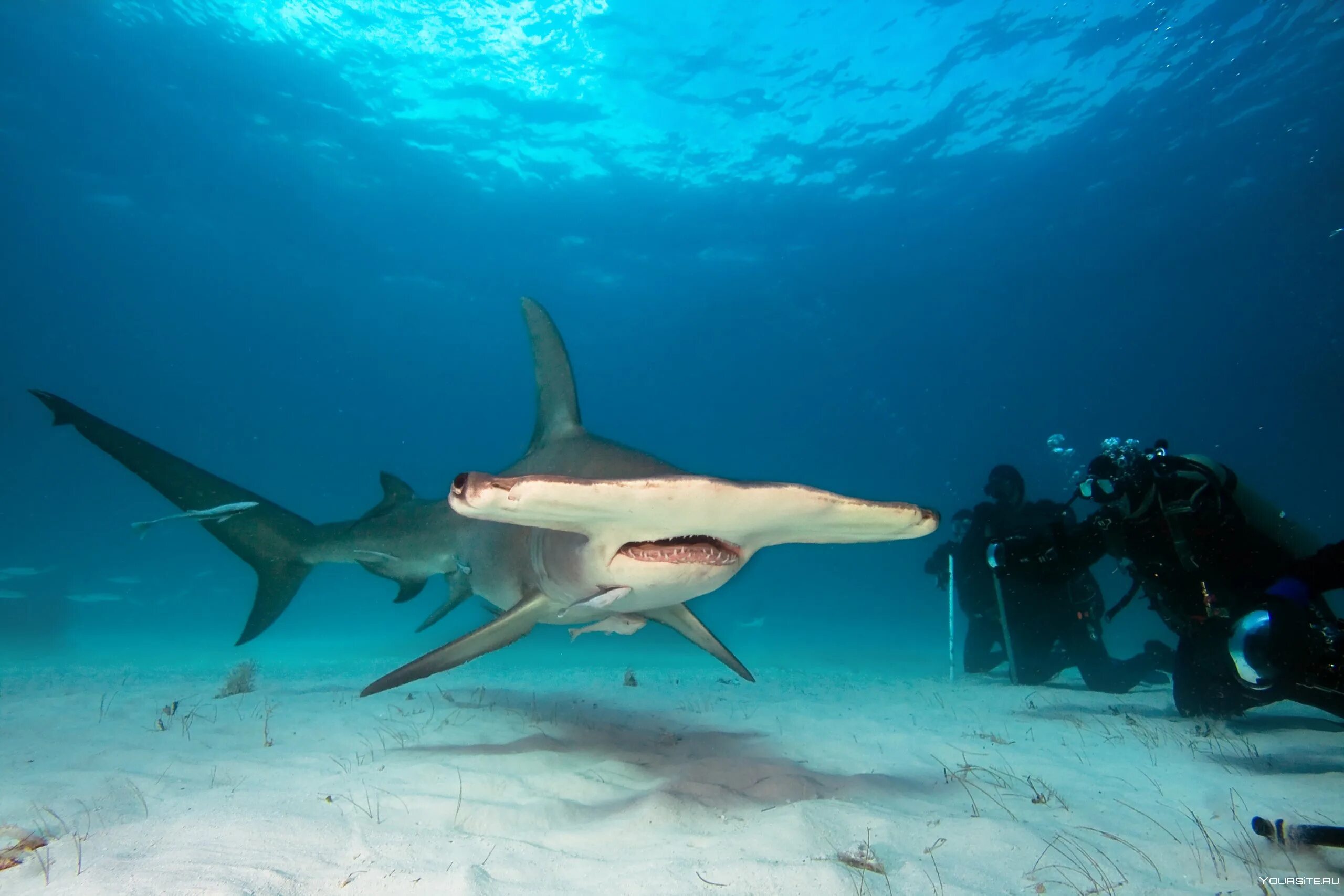 Обитают ли акулы. Рифовые акулы на Мальдивах. Гигантская молотоголовая акула. Рифовая акула Мальдивы зубы.