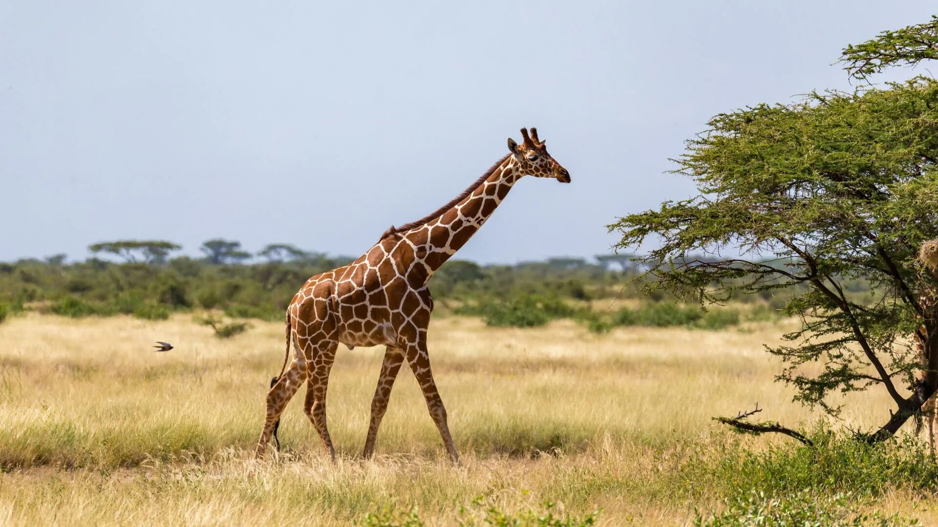 Giraffes are the tallest living animals ответы. Животные с длинной шеей кроме жирафа. Рост жирафа. Задания на тему жираф. Млекопитающие жираф.