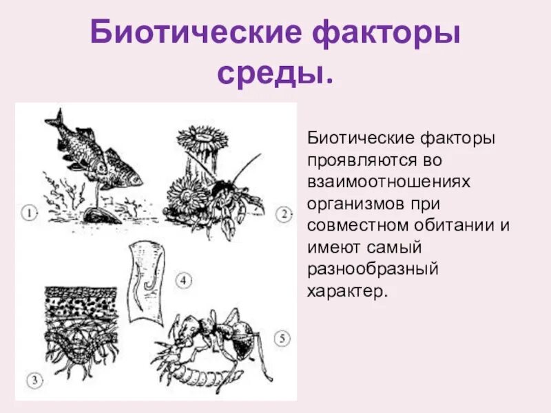 Биотические растения примеры