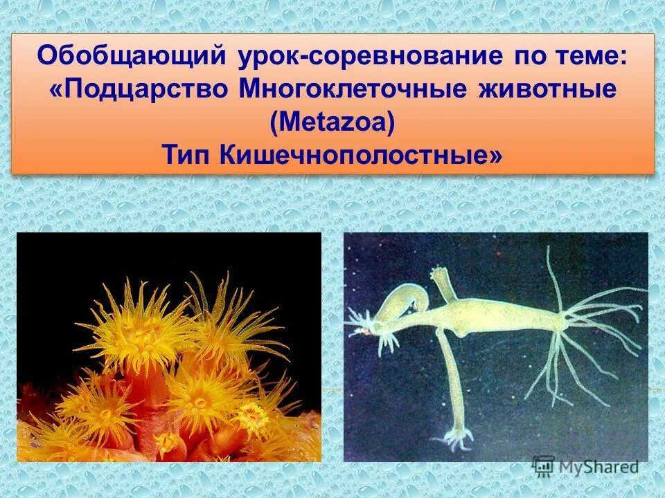 Позвоночные. Одноклеточные организмы это в биологии. Контрольная работа по теме многоклеточные животные. Кишечнополостные многоклеточные. Беспозвоночные".