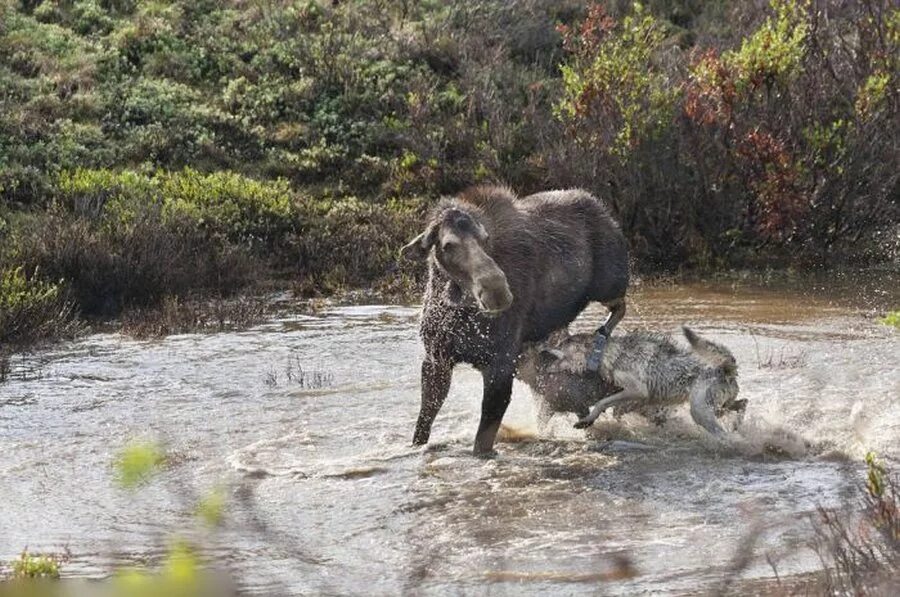 Лоси против. Медведь нападает на оленя. Нападение волка на лося.
