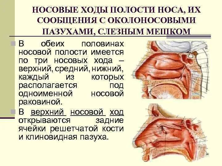 Верхний и средний носовые ходы. Полость носа ходы. носовые ходы полости носа.