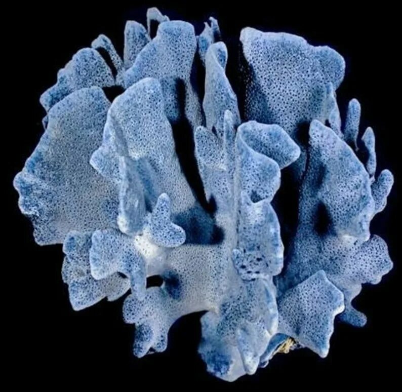 Coral blue. Губчатый голубой коралл. Синий коралл Акори. Циклозерис коралл синий. Горный коралл.