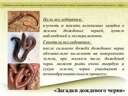 Функциональная грамотность текст про дождевого червяка