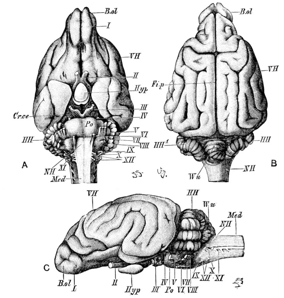 Мозг собаки отделы. Головной мозг собаки анатомия. Головной мозг кролика вид сверху снизу и сбоку. Строение головного мозга млекопитающих. Строение головного мозга собаки.