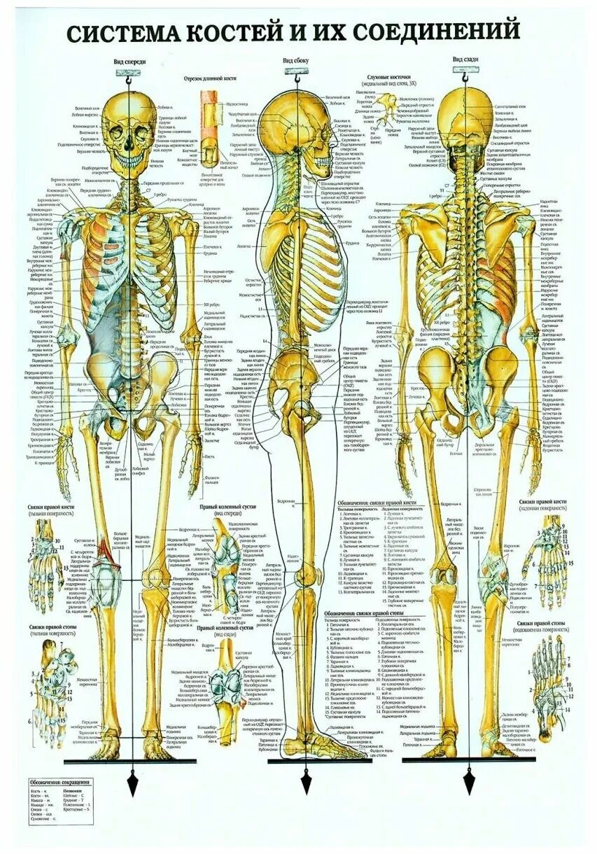 Bones system. Скелетная система человека анатомия. Система костей человека скелет. Система костей и их соединений анатомия. Система костей и их соединения медицинский плакат.