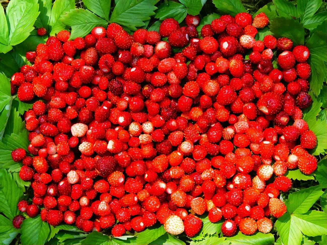 159 землянику. земляника лесная ремонтантная. лесная земляника и лесная клубника. земляника лесная кустовая. лесная клубника и земляника.