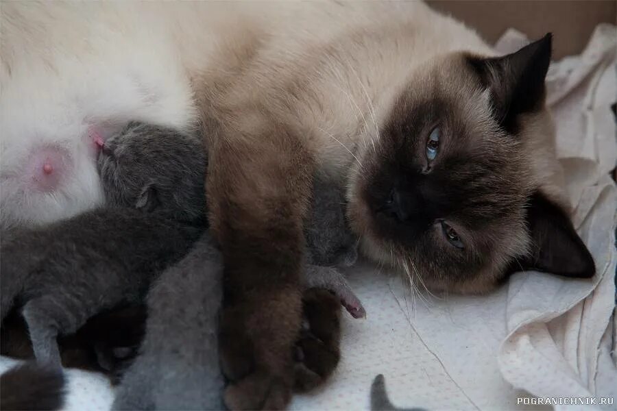 Когда у котят открываются глаза. Сиамские котята после рождения. новорожденные котята тайской породы. когда сиамские котята открывают глаза. бирманская кошка котята новорожденные.