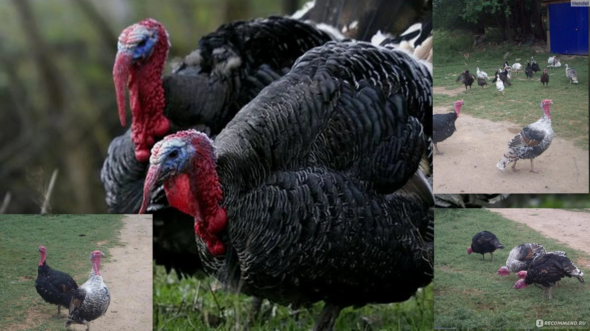 Индюк орет. Красивый индюк. Злой индюк. Индейка обыкновенная meleagris gallopavo. Индюшачий звук.
