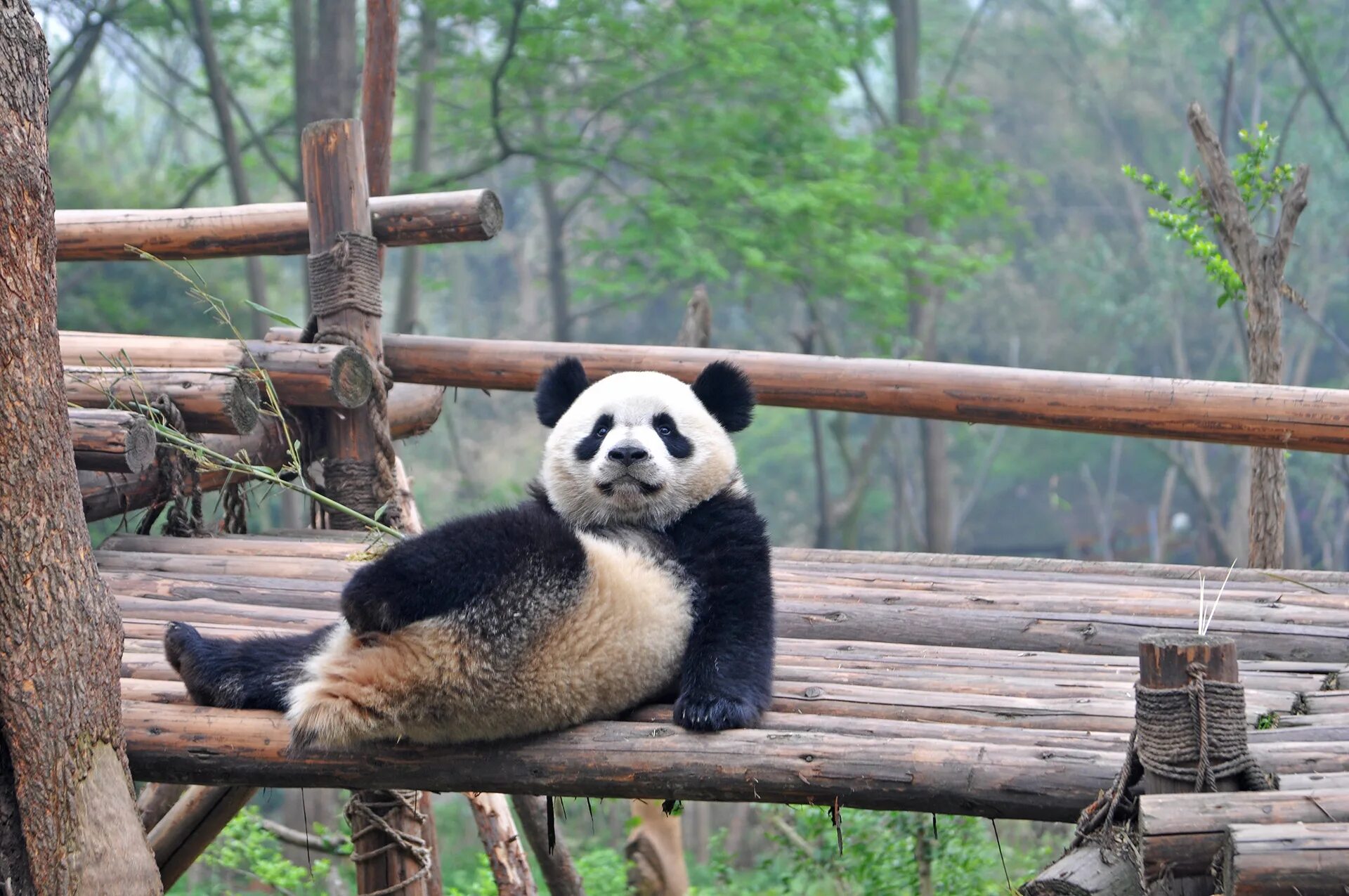 Большая панда живет. Сычуань панды. Гигантские панды Сычуань. Сычуань 777 панды. Ареал панды.