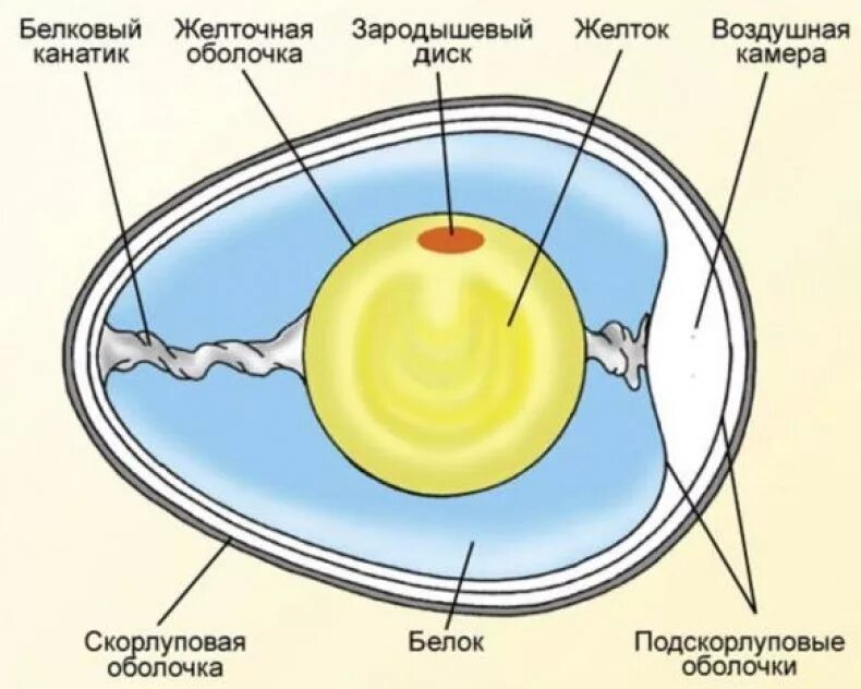Впадает яйцо