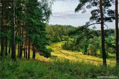 Опушка смешанного леса
