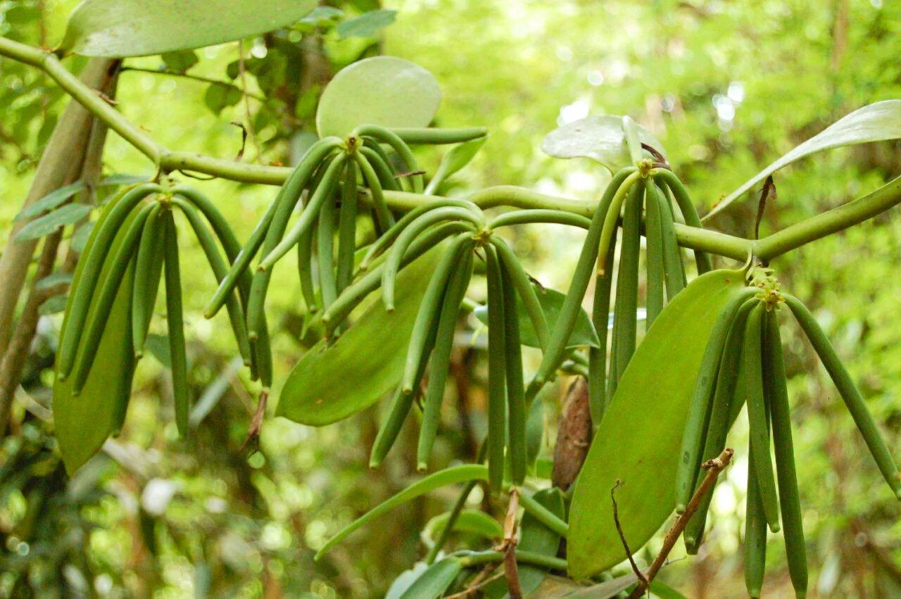 Vanilla planifolia стручки. Орхидея ваниль стручки. Vanilla planifolia ваниль стручки на дереве.