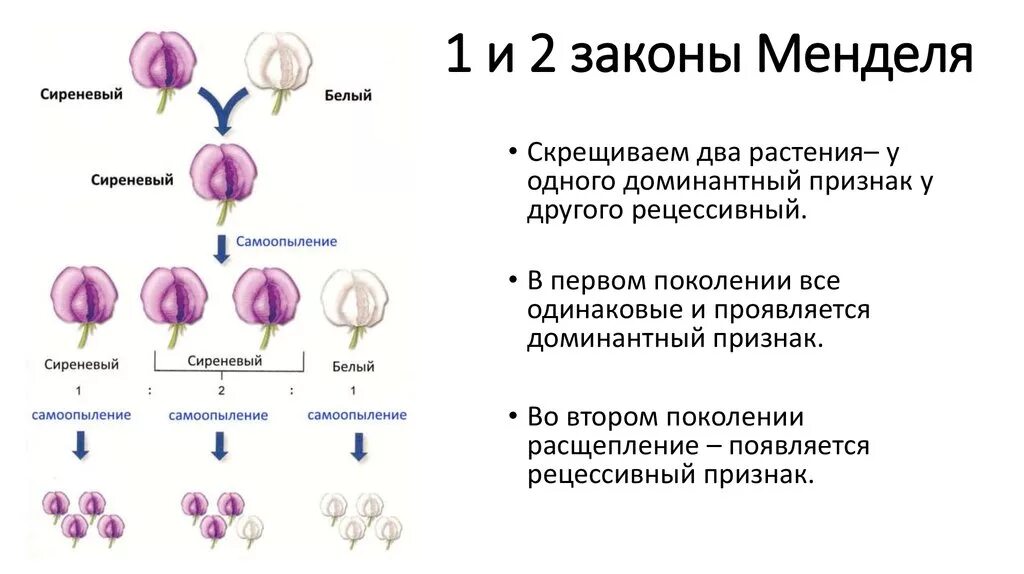 Наследственные задатки по менделю. 1 И 2 законы г. Менделя. Схема 2 закона Менделя по биологии. Закон Менделя генетика 2 кратко. Менделеевская схема наследования.