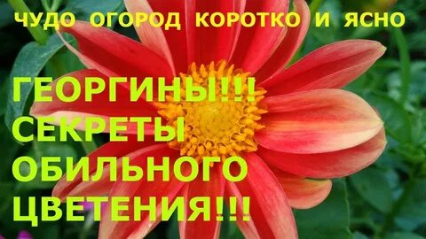 Чем подкормить георгины