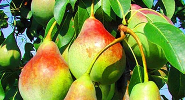 Сорт груши аллегро. Груша северянка краснощекая. Сорт груши аллегро. Груша аллегро. Груша аллегро окс.