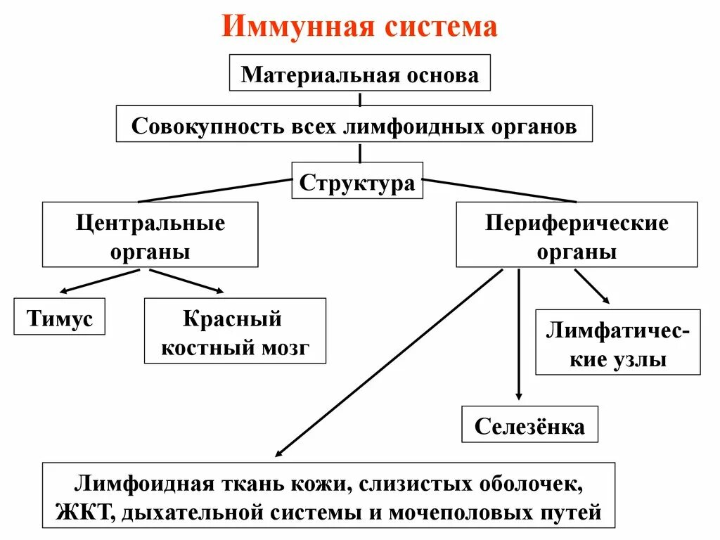 Иммунная составляющая. Структура иммунной системы схема. Классификация органов иммунной системы схема. Периферические органы иммунной системы и их функции. Строение иммунной системы человека схема.