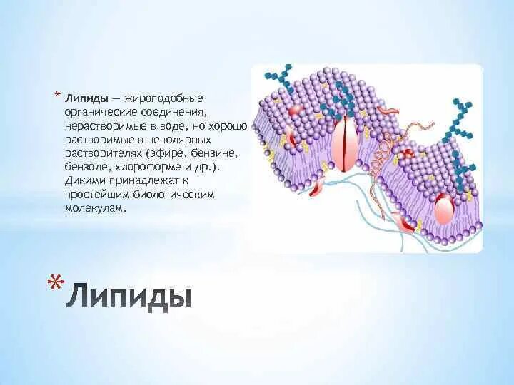Липиды выполняющие защитную функцию. Функции липидов в мембране. жироподобные липиды. липиды (жироподобные вещества) рисунок. липиды хорошо растворимы в воде.