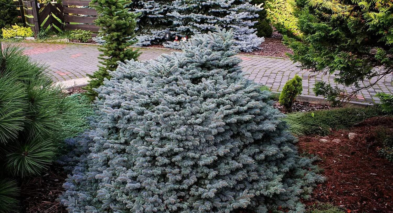 Глаука Глобоза. Ель колючая Глаука Глобоза. Picea pungens 'glauca globosa'. Ель колючая (Picea pungens glauca globosa). Ель колючая глобоза