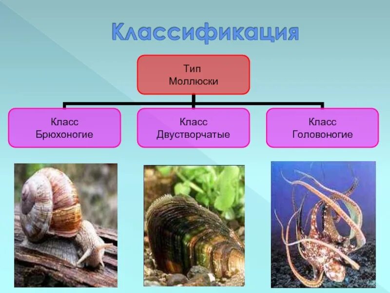 Внешнее строение брюхоногих и головоногих моллюсков