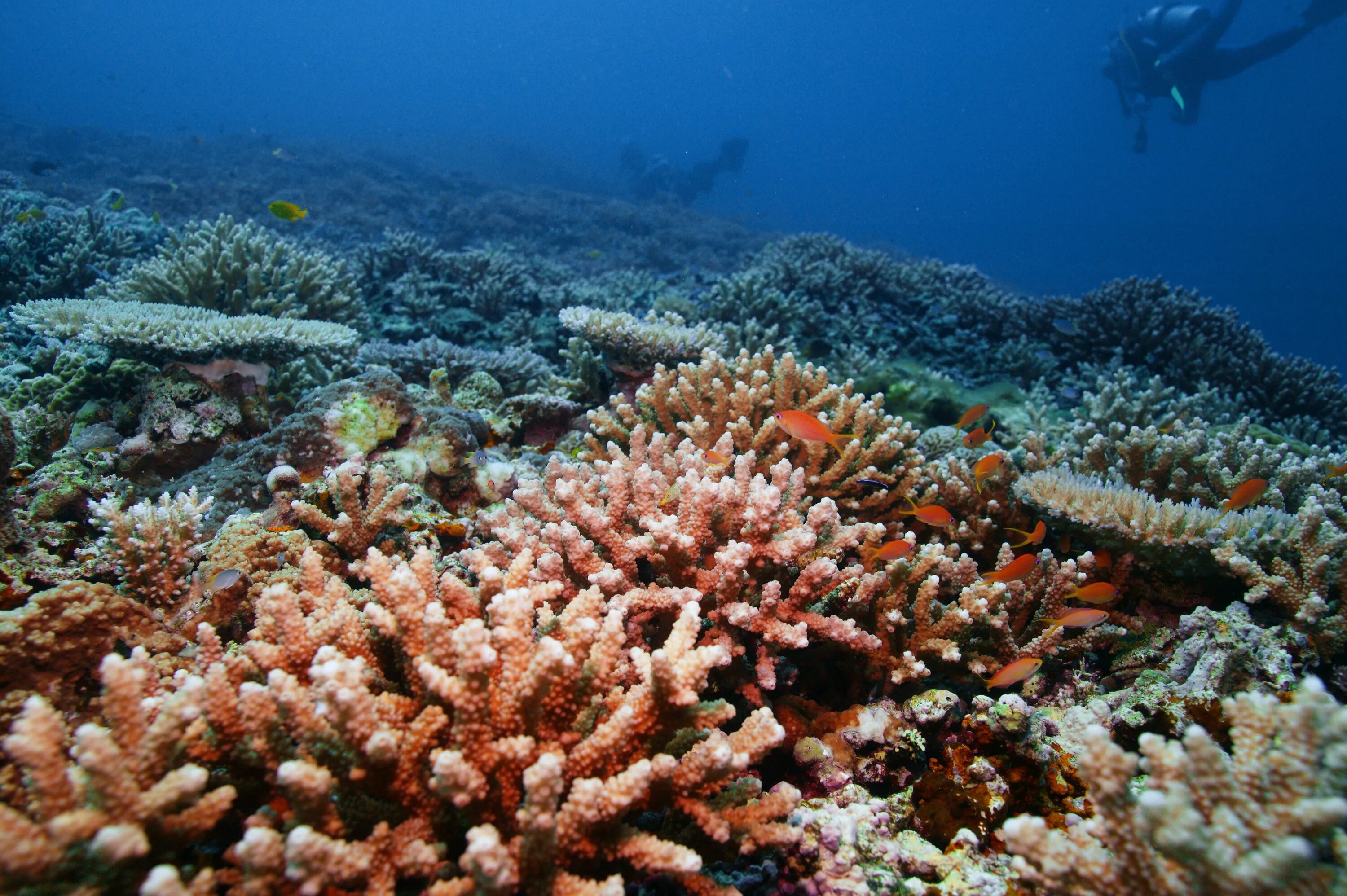 Коралловые рифы являются. Окинава коралловые острова. Окинава коралловые рифы. Коралловые рифы Мадагаскара. Коралл риф Мадагаскар.
