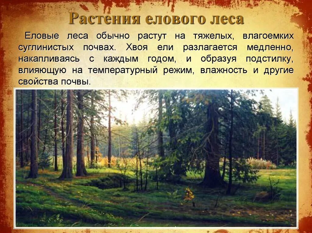 В еловых лесах произрастают. Растения ельника. Представители елового леса. Растительное сообщество лес. Сообщество елового леса.