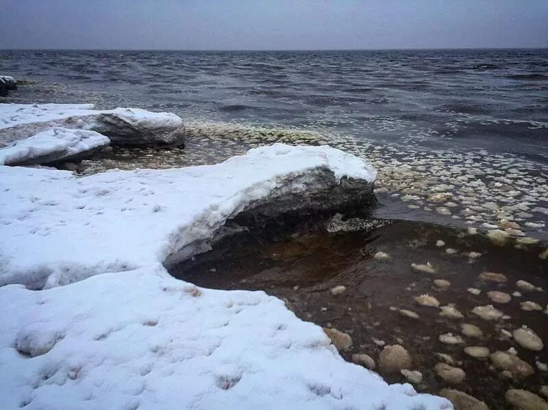 Финский залив соленая вода. Ледяные шары в финском заливе. Финский залив соленый. Финский залив вода. В финском заливе вода соленая.