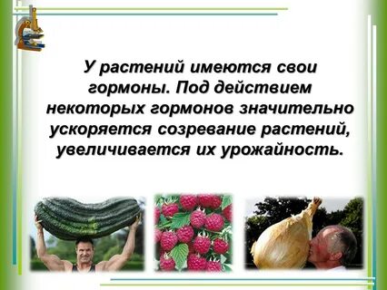 Гормоны животных