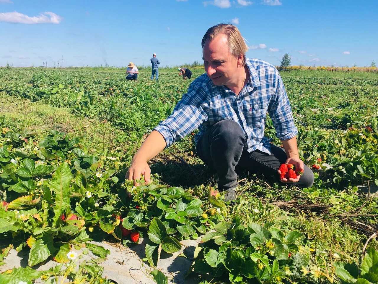 Обучающие школьные теплицы. Получило первый урожай. Получило первый урожай. Уборка урожая. Сбор урожая картинки.