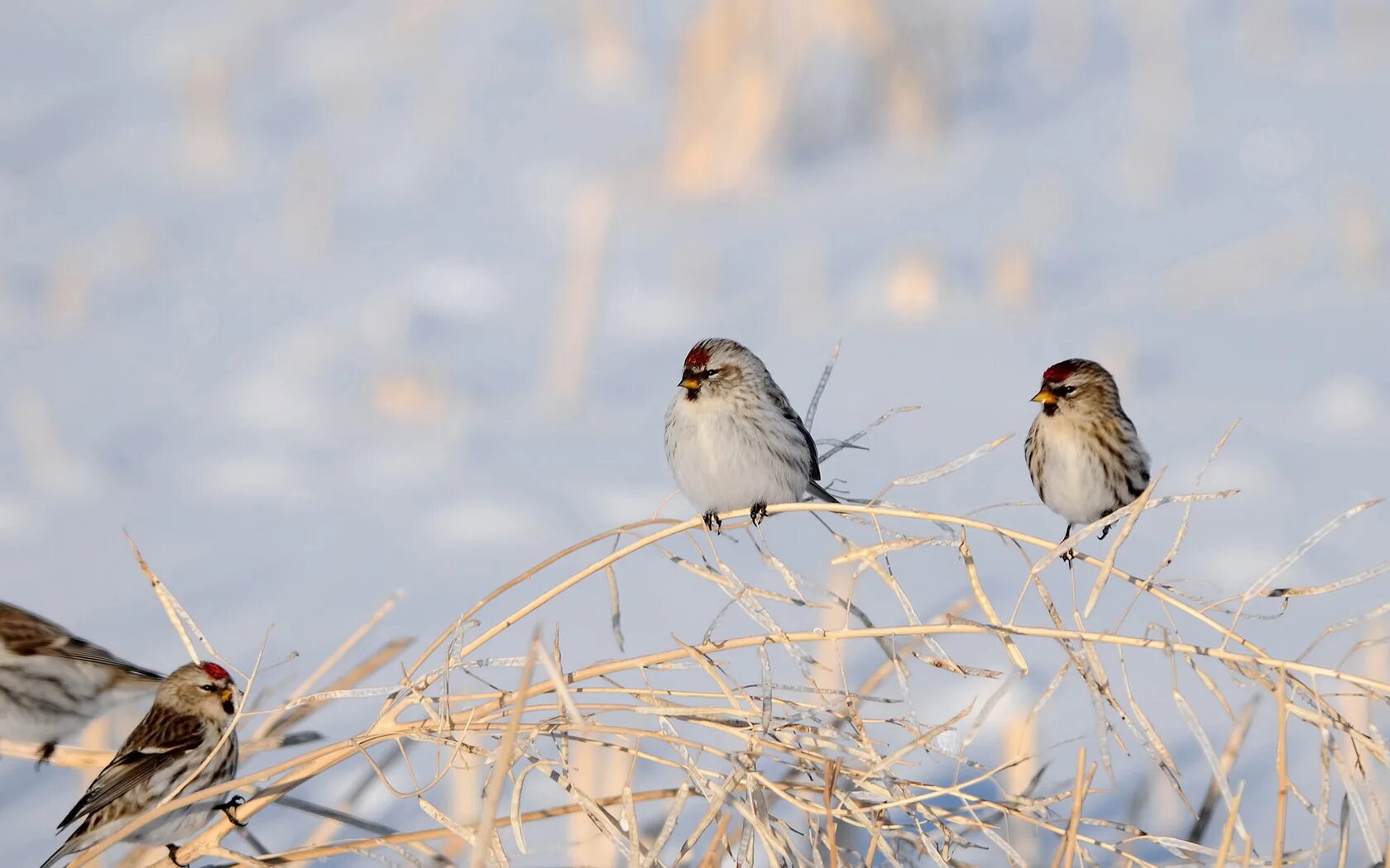 Зима птицы. Воробей на снегу. Птички зимой. Воробей на ветке. Birds депозит