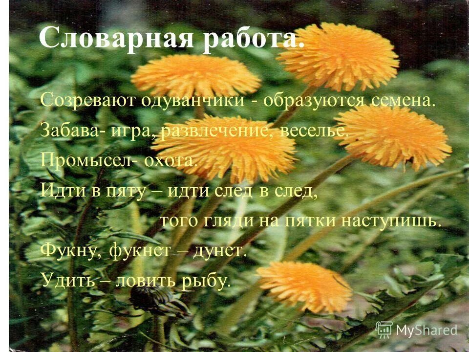 Одуванчики геншир. Одуванчик аянский. Когда созревали одуванчики. Одуванчик красносемянный. Одуванчики геншин.