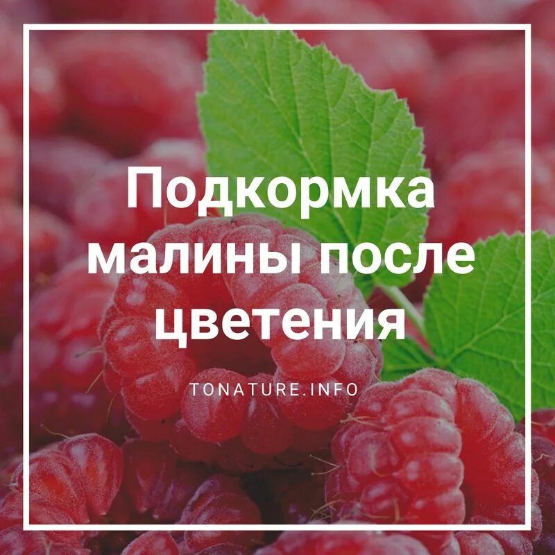 Ремонтантная малина. Подкормка малины. Удобрение для малины. Удобрение для ремонтантной малины.