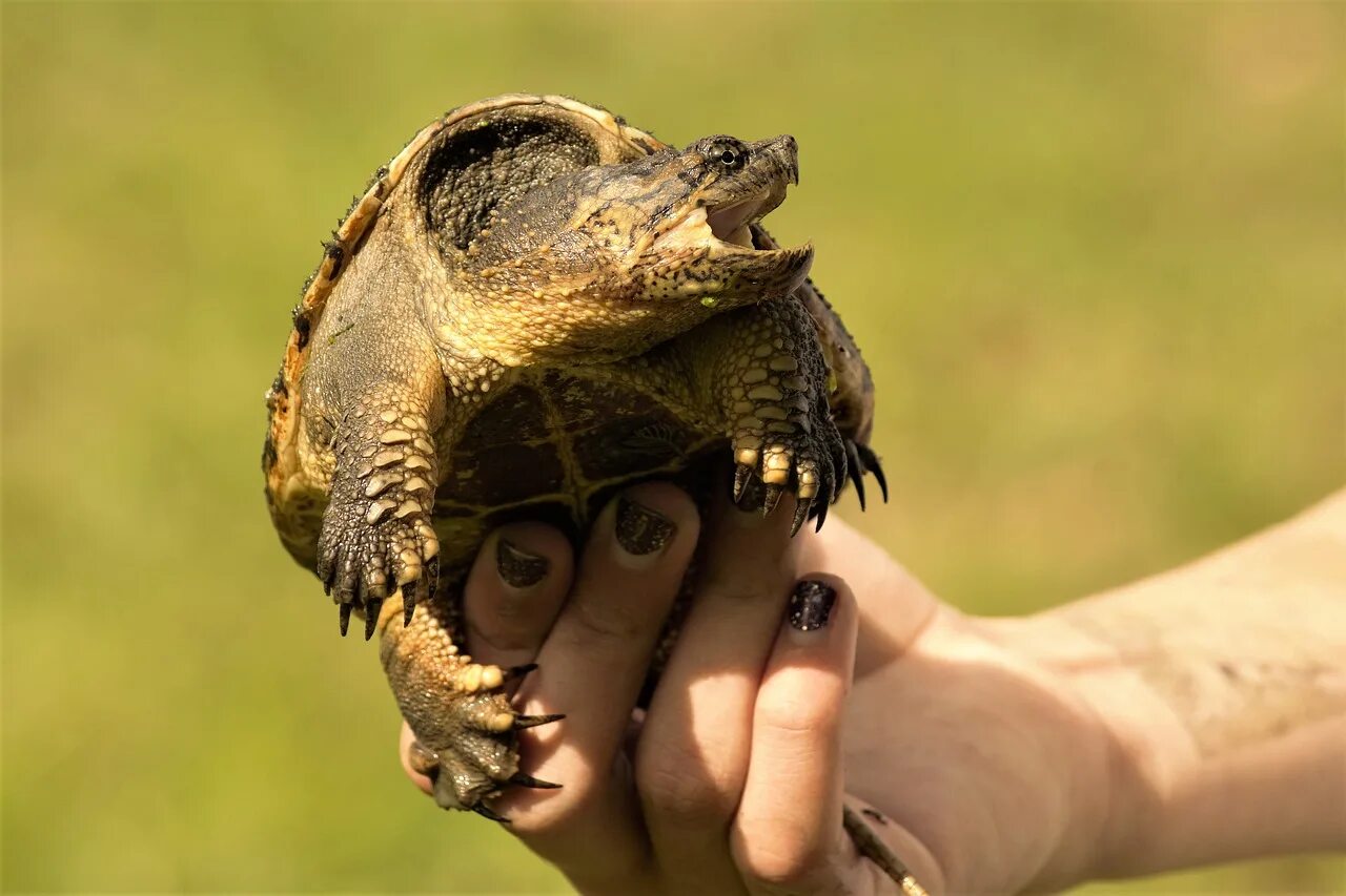 Make the turtle