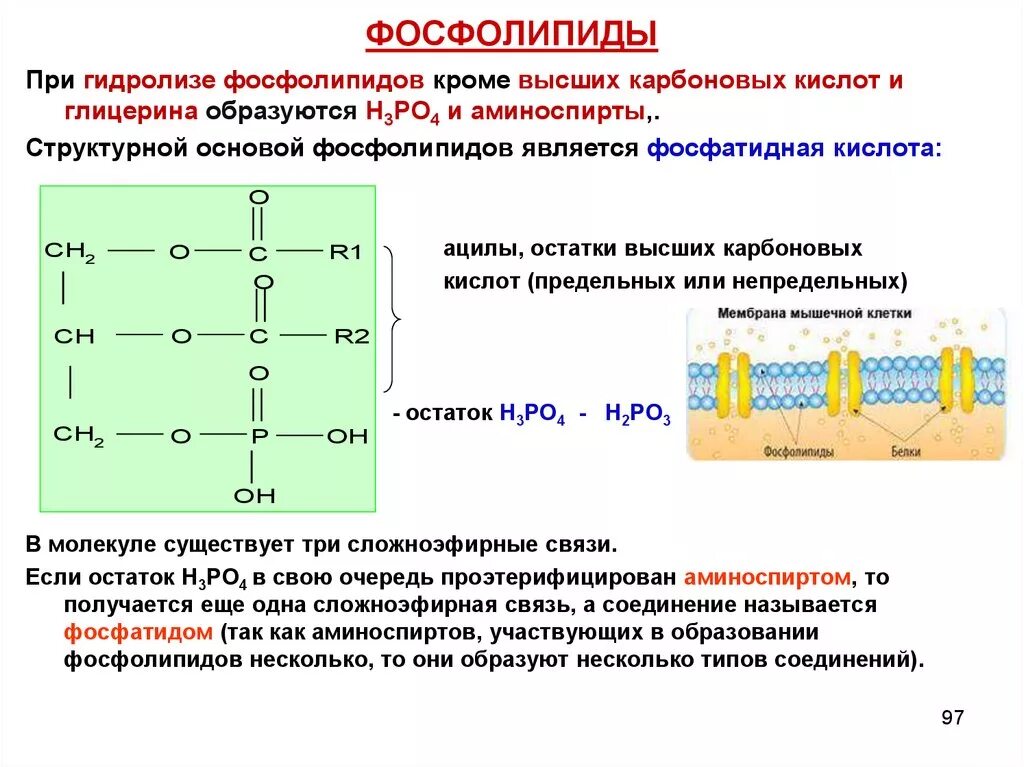 Карбоновые кислоты образуются при гидролизе. Ацилы карбоновых кислот. При гидролизе фосфолипидов выделяются. Фосфолипиды из фосфатидной кислоты. Основой строения фосфолипидов является.