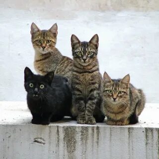Des chats