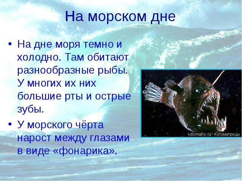 Почему рыбы живут в воде. Рыбы обитающие на дне. Рыбы обитающие на морском дне. Сообщение про морского чёрта. Обитатели соленых водоемов.