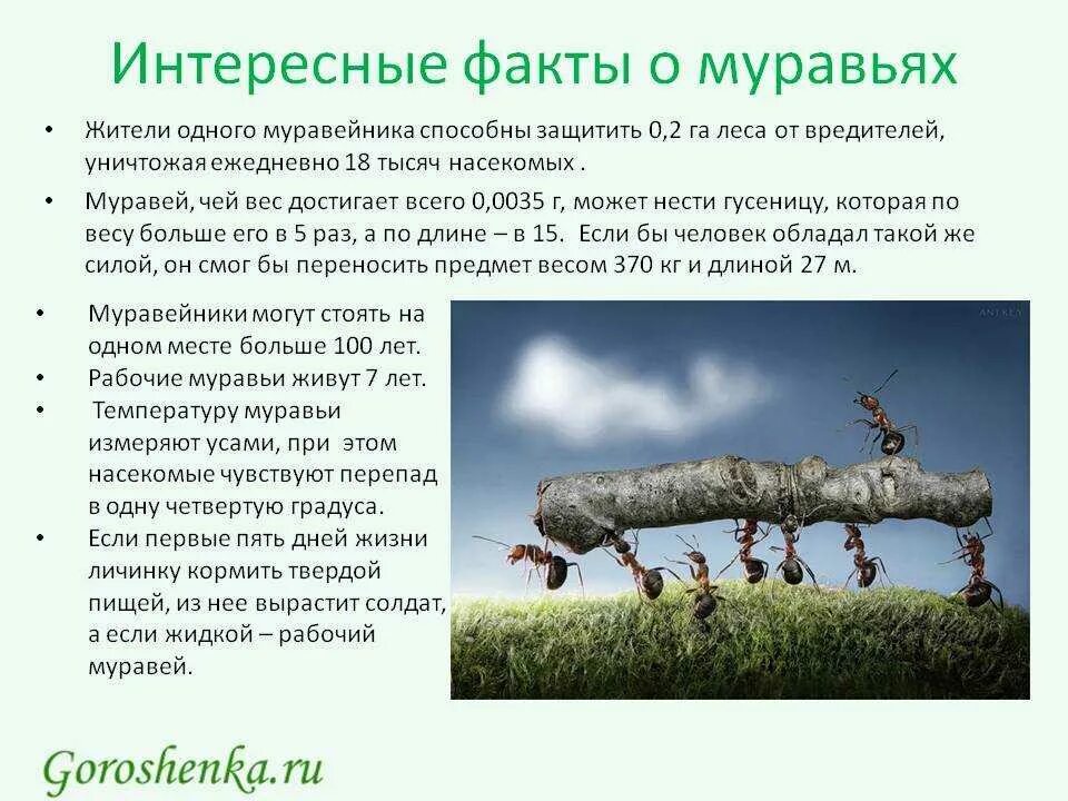 Три интересных факта