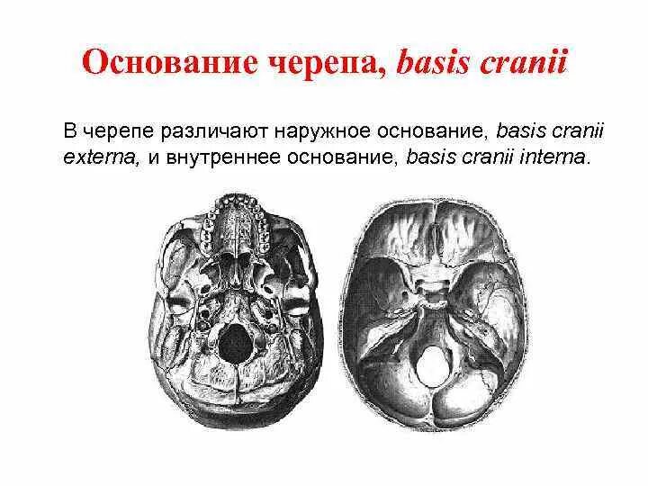 Основание базис. Основание черепа анатомия. Наружное и внутреннее основание черепа. Наружное основание черепа basis cranii externa.
