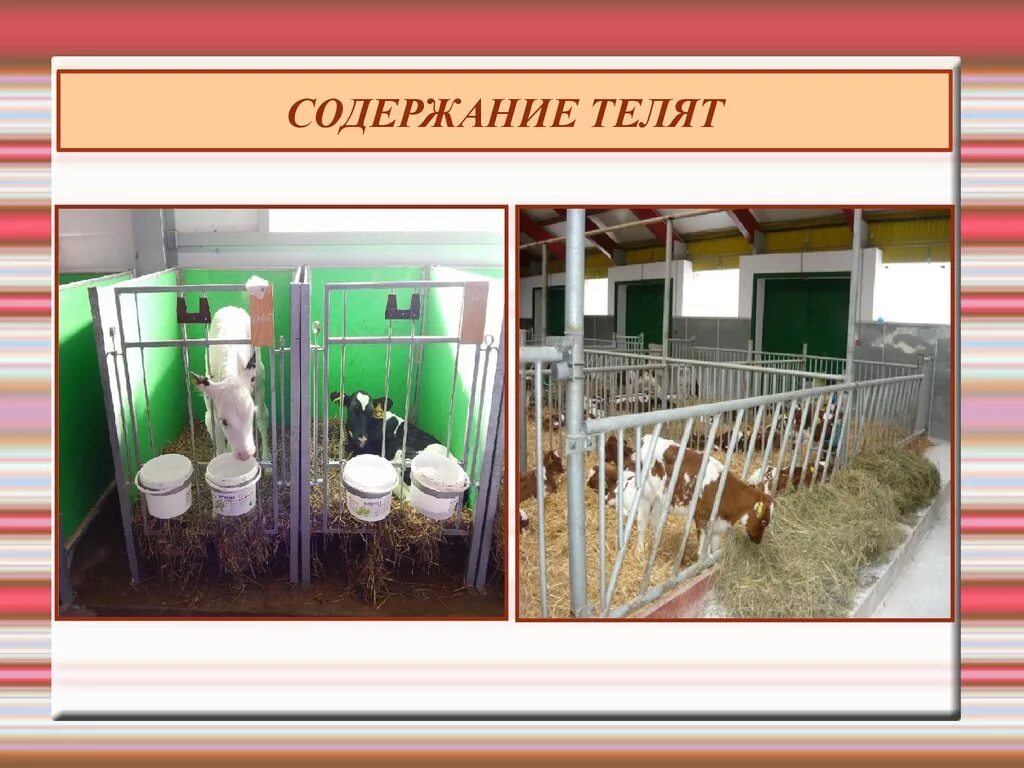 Способы содержания животных