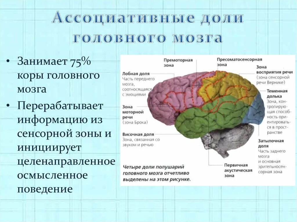 Какие зоны в лобной доле