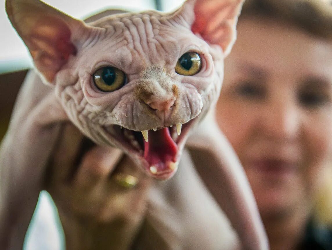 покажи страшных котиков. покажи страшных котиков. покажи страшных котиков.