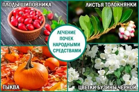 Лечим почки дома
