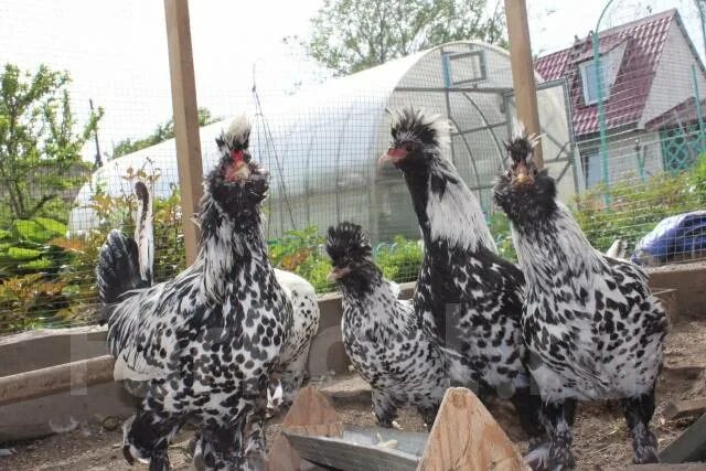 Chicken Symbolism Chicken breeds, Silver laced wyandotte chickens, Wyandotte chi