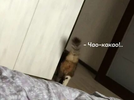 Чао персик дозревай дозрела