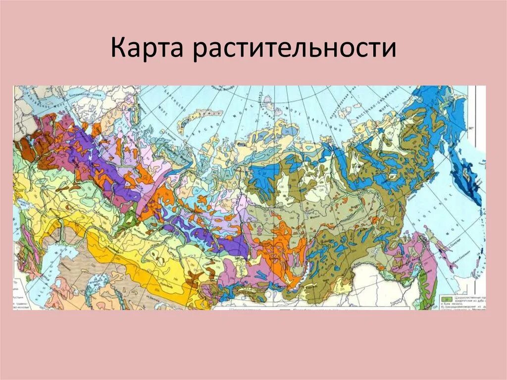 Почвенная карта школьного атласа дает. Почвенно-растительный Покров карта России. Карта растительности России атлас. Карта растительности СССР. Карта почв России атлас.