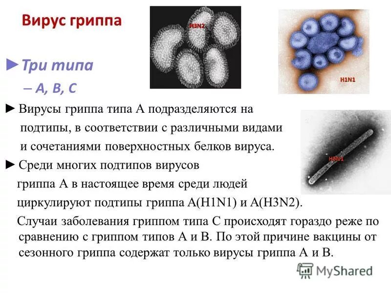 Вирус гриппа содержит