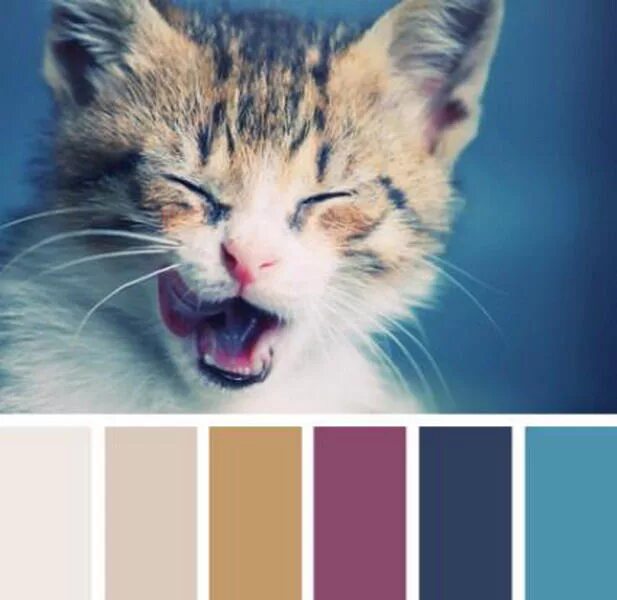Коты палитра. Кошачья палитра. Коты цветовая палитра. Палитра цветов животных. Цветовая палитра для котиков.