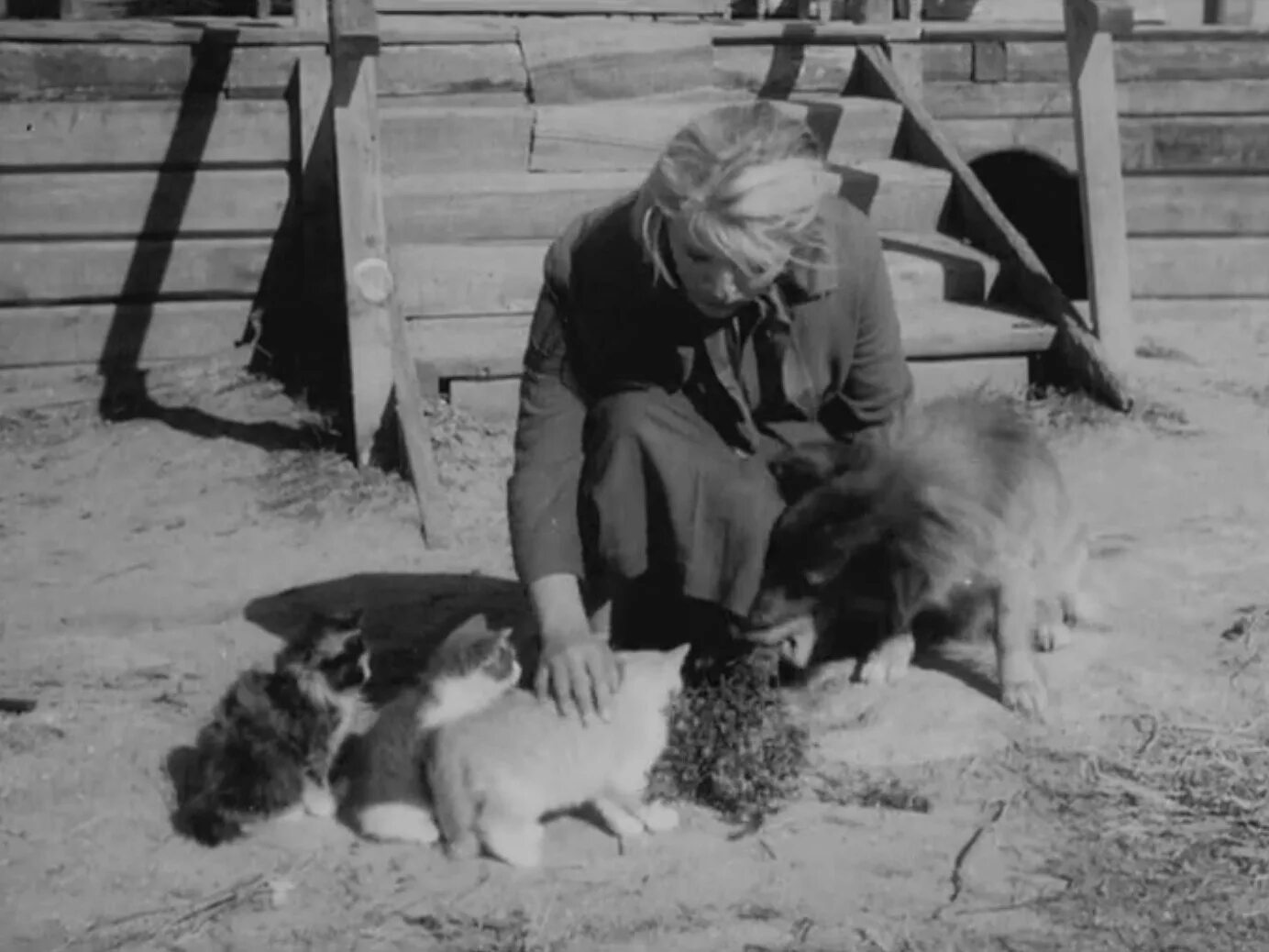 Дикая собака Динго (1962).