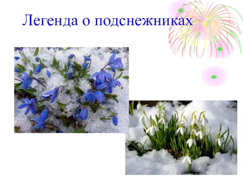 Международный день подснежника 19 апреля. Загадка про подснежник для детей. Подснежник какой прилагательные. Первоцветы подснежники. Подснежник цветок описание.