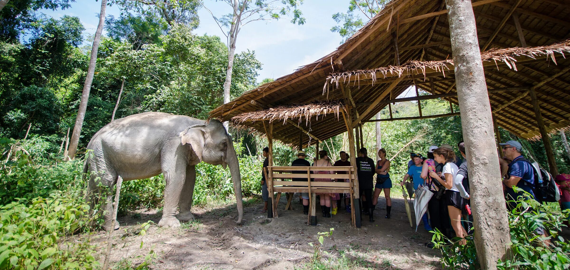 Elephant пхукет. Центр реабилитации слонов Пхукет. Слоновая ферма на Пхукете. Пхукет Элефант Санктуари. Слоновья ферма Пхукет.